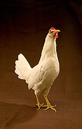 chicken picture